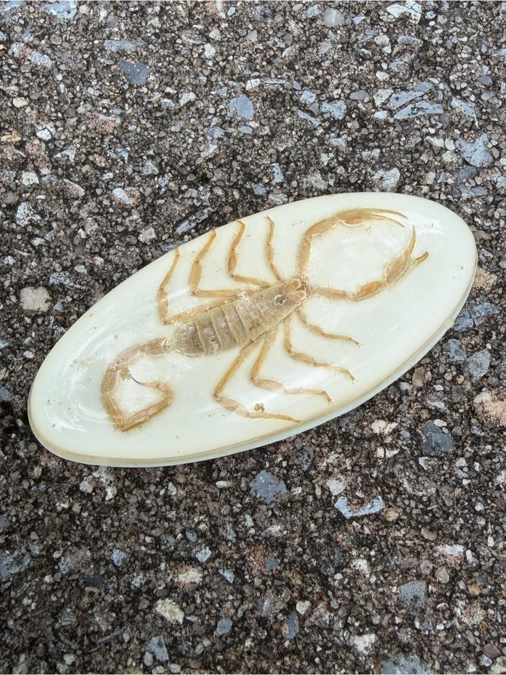 Vintage Real Scorpion Oval Resin Paperweight - Cream and Tan
